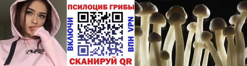 Псилоцибиновые грибы Cubensis  Печоры 